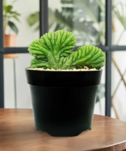 Crested San Pedro Kaktus (Echinopsis pachanoi cristata)
