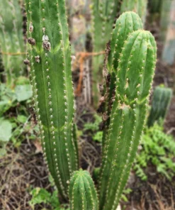 Trichocereus pachanoi 'Jiimz Long Spine' – Getopfte San Pedro Kakteen