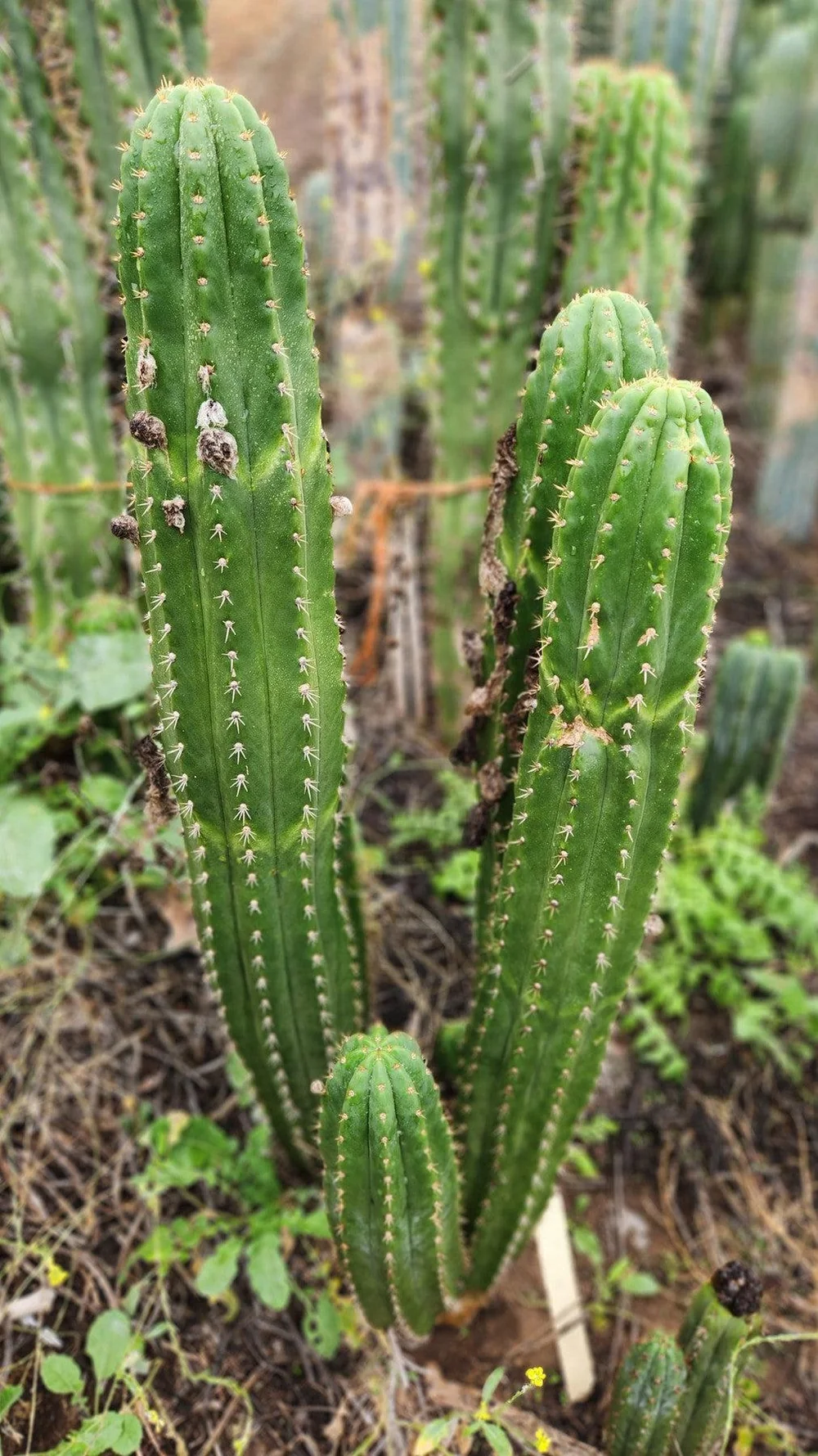 Trichocereus pachanoi 'Jiimz Long Spine' – Getopfte San Pedro Kakteen