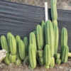 Trichocereus pachanoi 'Jiimz Juuls' – Stecklinge & getopfte San Pedro Kakteen