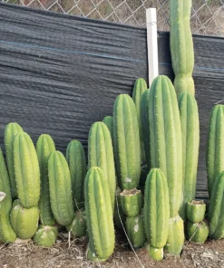 Trichocereus pachanoi 'Jiimz Juuls' – Stecklinge & getopfte San Pedro Kakteen