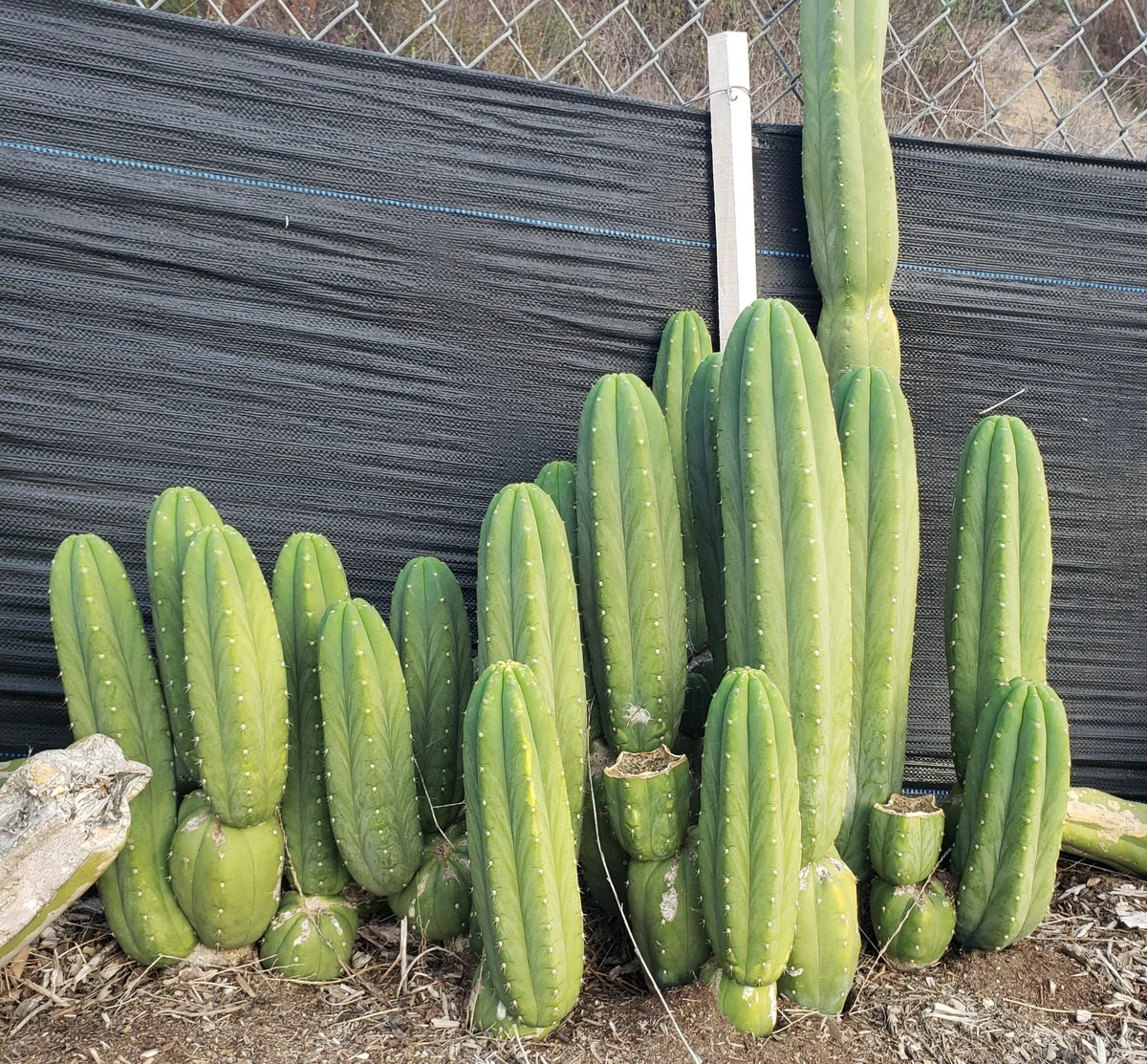 Trichocereus pachanoi 'Jiimz Juuls' – Stecklinge & getopfte San Pedro Kakteen