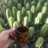 Trichocereus pachanoi 'Jiimz Long Spine' – Getopfte San Pedro Kakteen