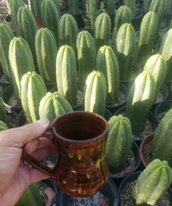 Trichocereus pachanoi 'Jiimz Juuls' – Stecklinge & getopfte San Pedro Kakteen