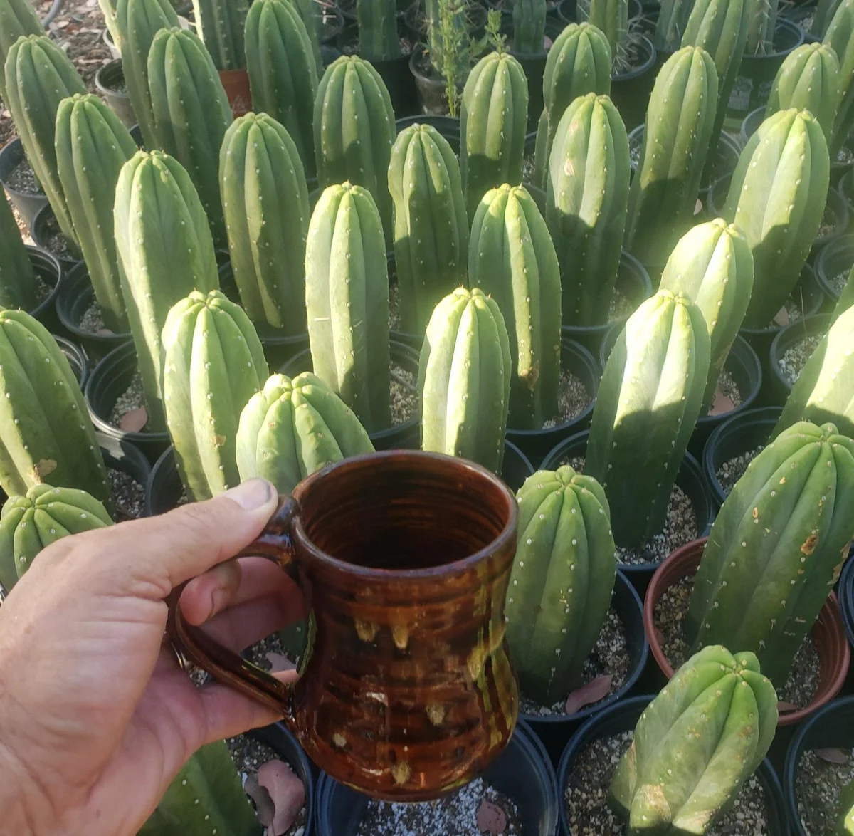 Trichocereus pachanoi 'Jiimz Juuls' – Stecklinge & getopfte San Pedro Kakteen