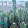 Trichocereus pachanoi 'K-Valle' – San Pedro Kaktus Stecklinge