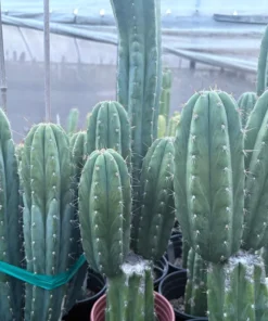 Trichocereus pachanoi 'K-Valle' – San Pedro Kaktus Stecklinge