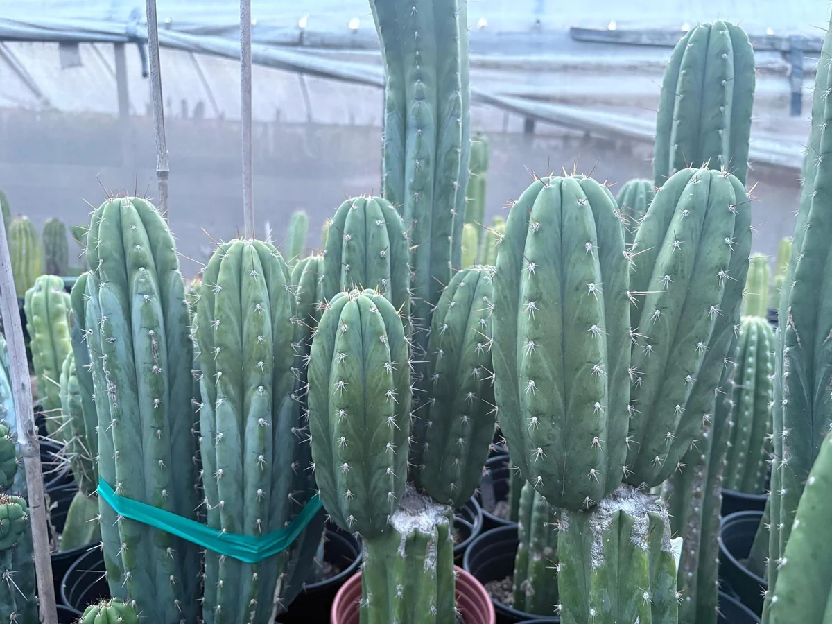 Trichocereus pachanoi 'K-Valle' – San Pedro Kaktus Stecklinge