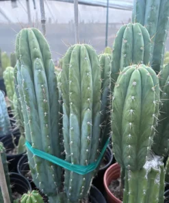 Trichocereus pachanoi 'K-Valle' – San Pedro Kaktus Stecklinge