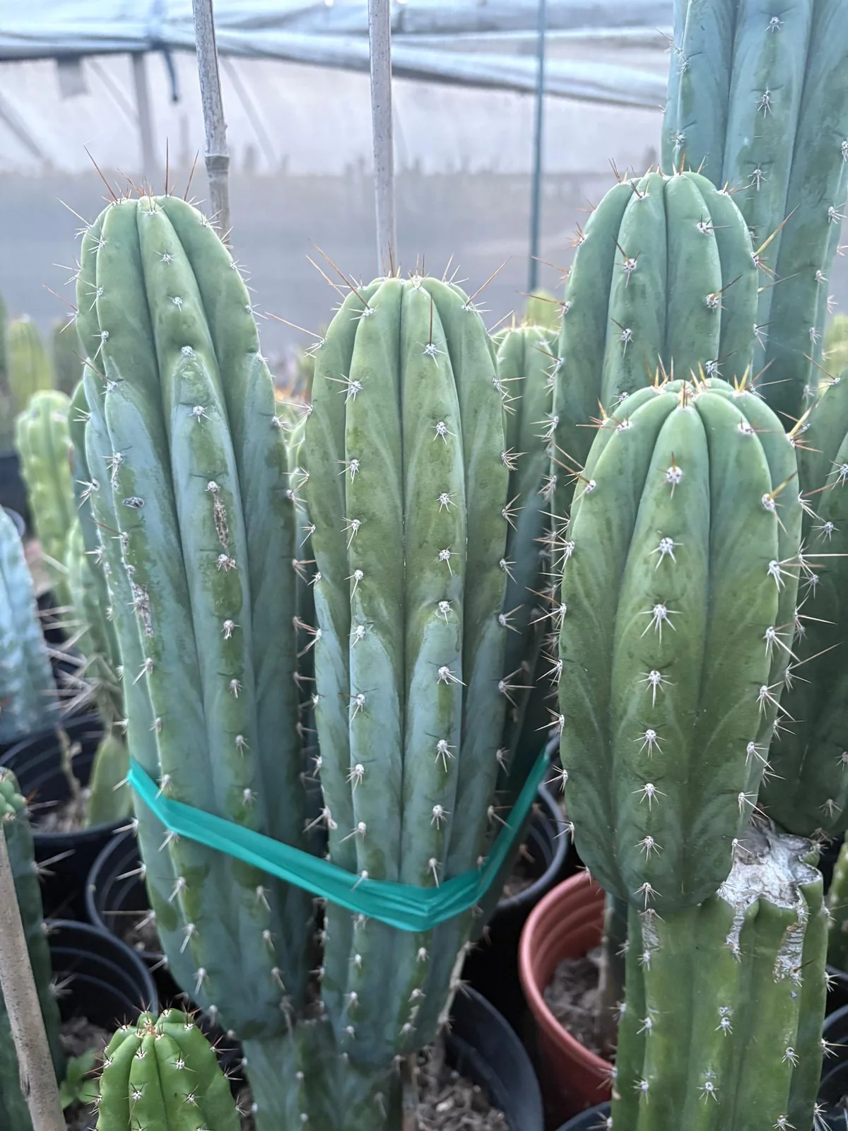 Trichocereus pachanoi 'K-Valle' – San Pedro Kaktus Stecklinge