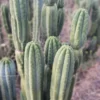 Trichocereus pachanoi 'Skip / Campground' – Exakte San Pedro Kaktus Stecklinge