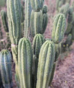 Trichocereus pachanoi 'Skip / Campground' – Exakte San Pedro Kaktus Stecklinge