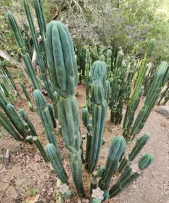 Trichocereus pachanoi 'Skip / Campground' – Exakte San Pedro Kaktus Stecklinge