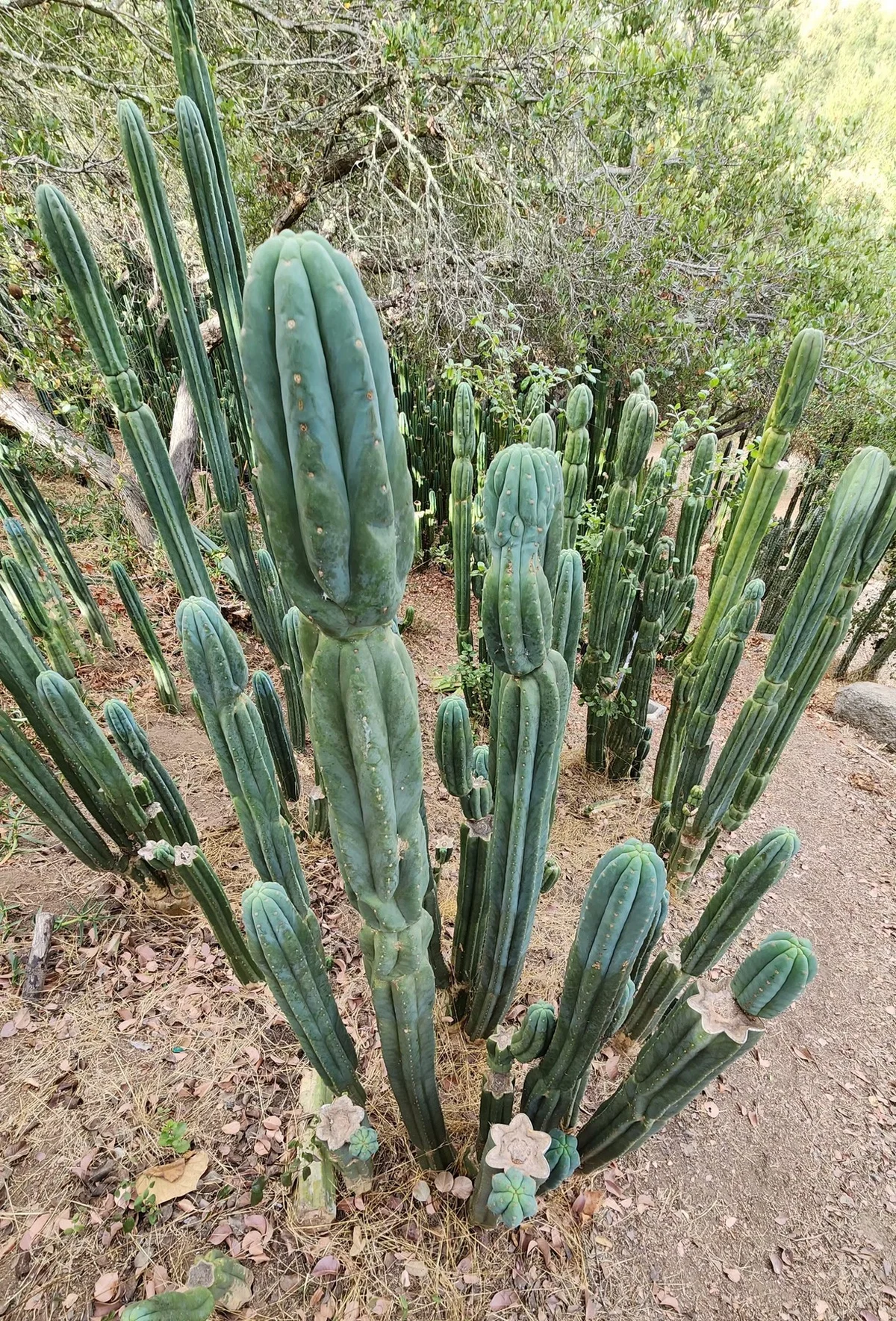 Trichocereus pachanoi 'Skip / Campground' – Exakte San Pedro Kaktus Stecklinge