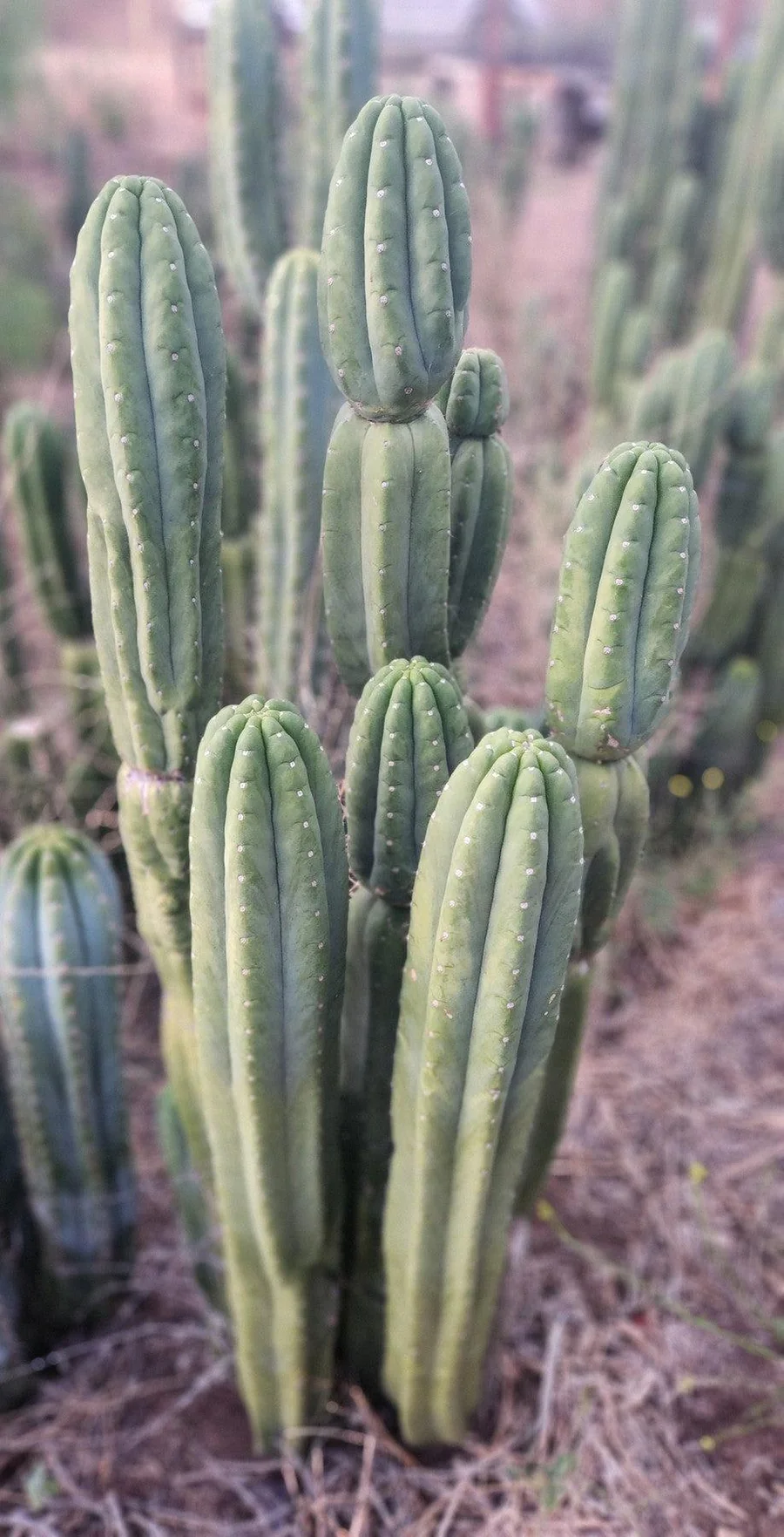 Trichocereus pachanoi 'Skip / Campground' – Exakte San Pedro Kaktus Stecklinge