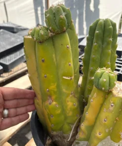 Trichocereus pachanoi 'PC Variegata' – Getopfte San Pedro Kakteen