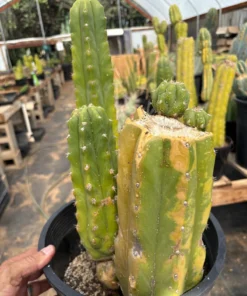 Trichocereus pachanoi 'PC Variegata' – Getopfte San Pedro Kakteen