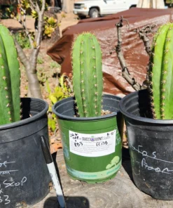 Trichocereus Scopulicola Hybrid – Getopfte Zierkakteen