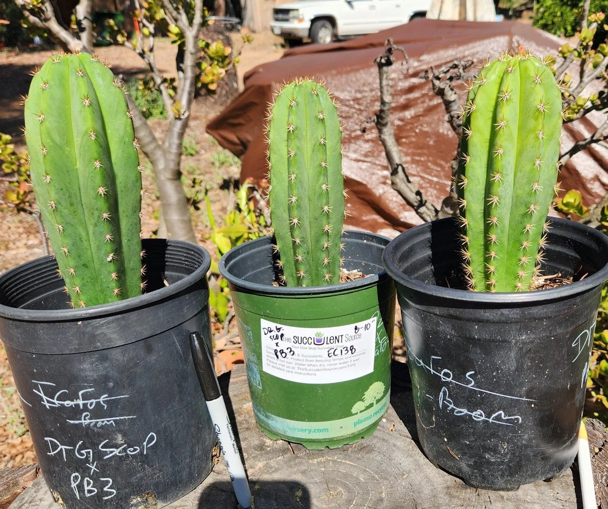 Trichocereus Scopulicola Hybrid – Getopfte Zierkakteen