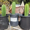 Trichocereus Scopulicola Hybrid – Getopfte Zierkakteen