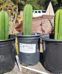 Trichocereus Scopulicola Hybrid – Getopfte Zierkakteen
