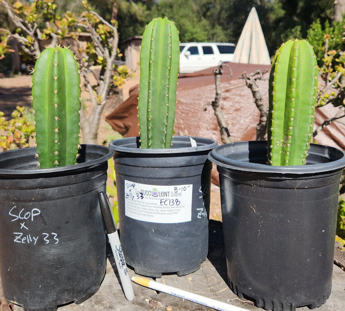 Trichocereus Scopulicola Hybrid – Getopfte Zierkakteen