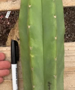Trichocereus Hybrid 'Pachanoi Jessica × Scopulicola' – Exakte Kaktus-Stecklinge