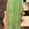 Trichocereus Hybrid 'Pachanoi Jessica × Scopulicola' – Exakte Kaktus-Stecklinge