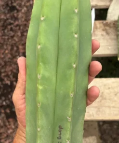Trichocereus Hybrid 'Pachanoi Jessica × Scopulicola' – Exakte Kaktus-Stecklinge