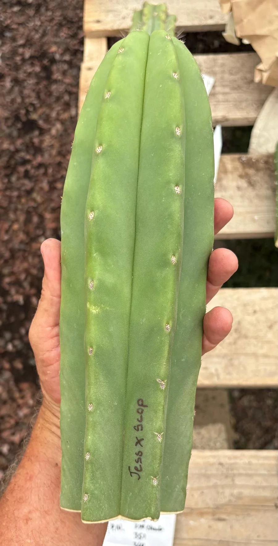 Trichocereus Hybrid 'Pachanoi Jessica × Scopulicola' – Exakte Kaktus-Stecklinge