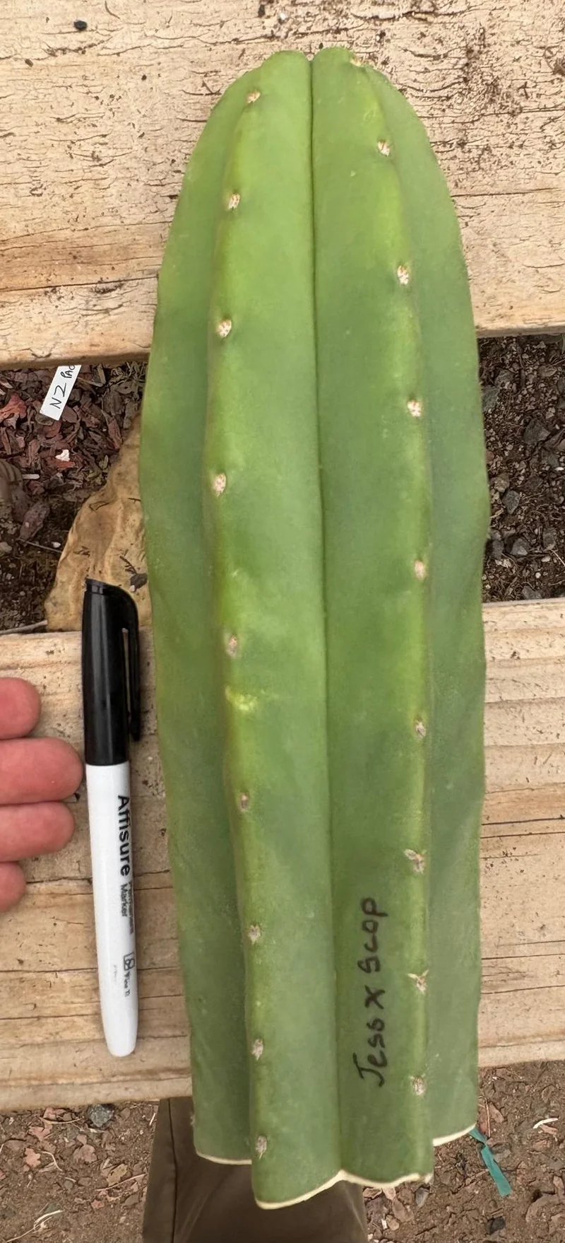 Trichocereus Hybrid 'Pachanoi Jessica × Scopulicola' – Exakte Kaktus-Stecklinge