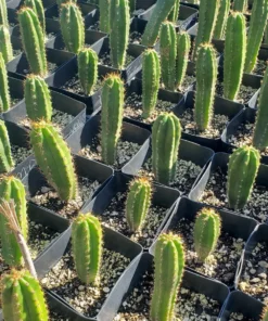 Trichocereus Hybrid – Getopfte Kakteen Value-Packs