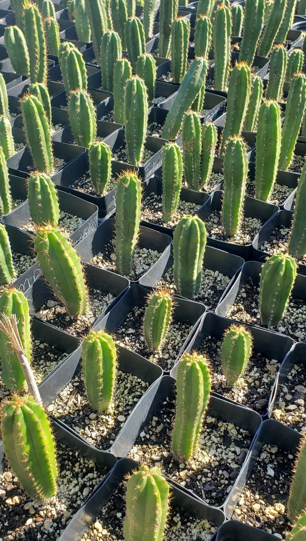 Trichocereus Hybrid – Getopfte Kakteen Value-Packs
