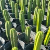 Trichocereus Hybrid – Getopfte Kakteen Value-Packs