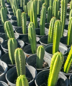 Trichocereus Hybrid – Getopfte Kakteen Value-Packs