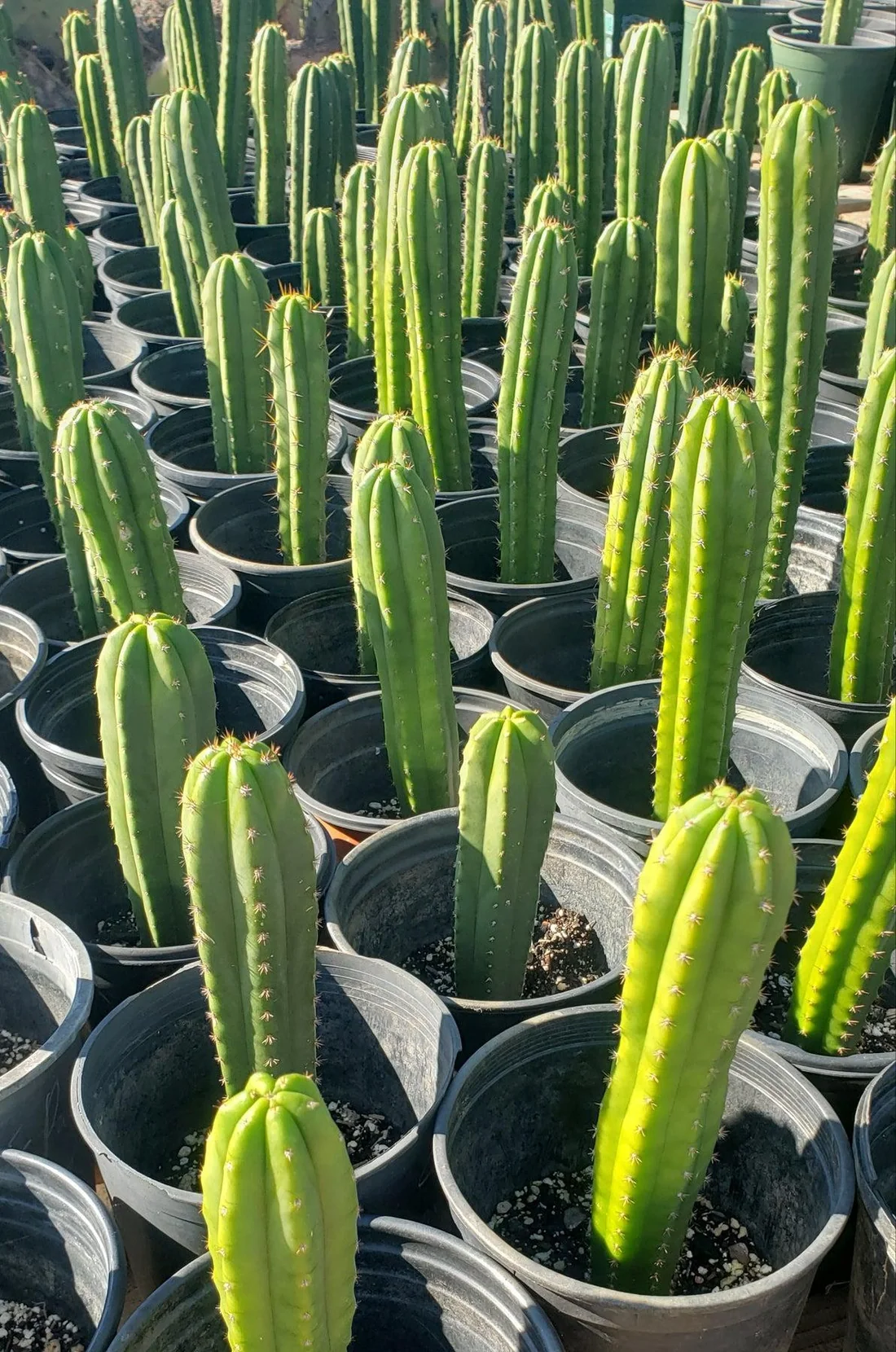 Trichocereus Hybrid – Getopfte Kakteen Value-Packs