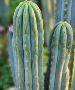 Trichocereus peruvianus 'Rancho' – Peruvianus Kaktus-Stecklinge & getopfte Pflanzen