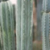 Trichocereus pachanoi 'BGH' – Exakte San Pedro Kaktus Stecklinge