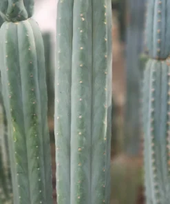 Trichocereus pachanoi 'BGH' – Exakte San Pedro Kaktus Stecklinge