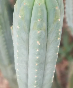 Trichocereus pachanoi 'BGH' – Exakte San Pedro Kaktus Stecklinge