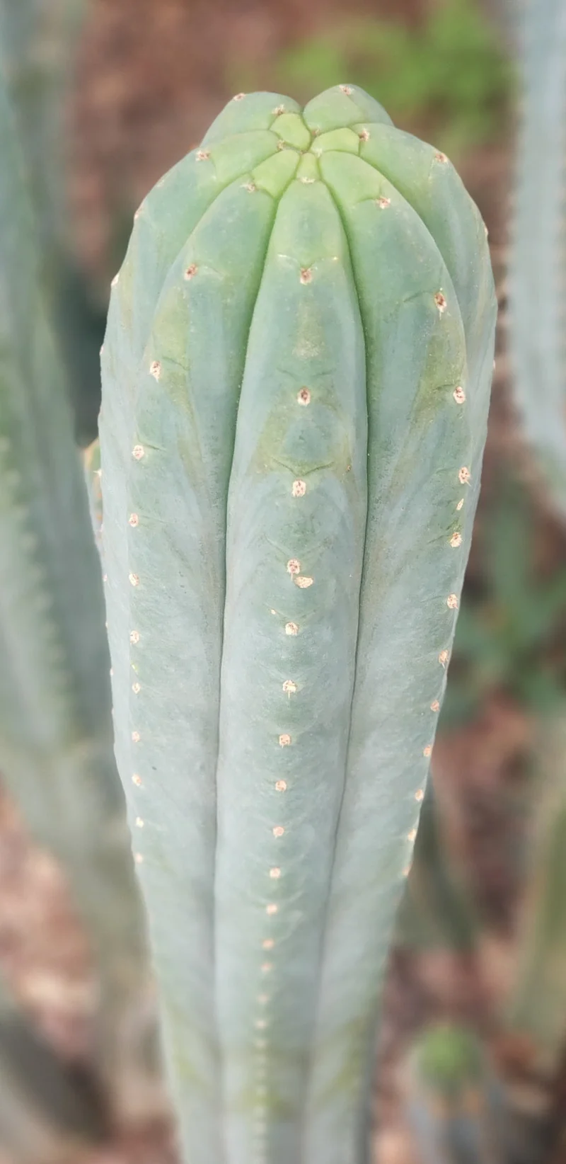 Trichocereus pachanoi 'BGH' – Exakte San Pedro Kaktus Stecklinge