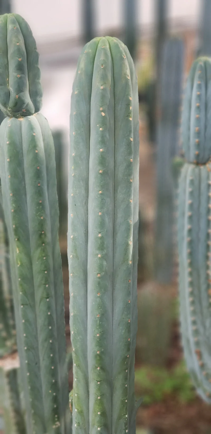 Trichocereus pachanoi 'BGH' – Exakte San Pedro Kaktus Stecklinge