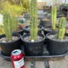 Trichocereus Hybrid 'Pachanoi Kriso × Pachanoi Bach' – Getopfter Hybrid-Kaktus