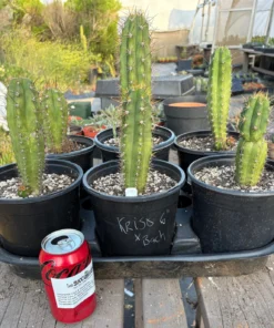 Trichocereus Hybrid 'Pachanoi Kriso × Pachanoi Bach' – Getopfter Hybrid-Kaktus