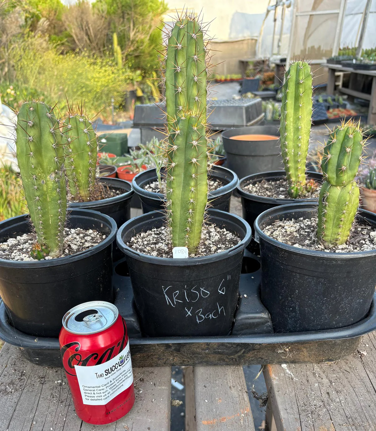 Trichocereus Hybrid 'Pachanoi Kriso × Pachanoi Bach' – Getopfter Hybrid-Kaktus