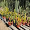 Trichocereus Hybrid TLC Value-Pack – 5 getopfte Hybrid-Kakteen