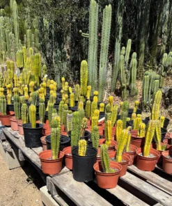 Trichocereus Hybrid TLC Value-Pack – 5 getopfte Hybrid-Kakteen