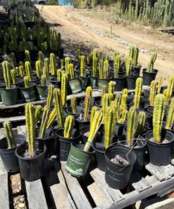 Trichocereus Hybrid TLC Value-Pack – 5 getopfte Hybrid-Kakteen