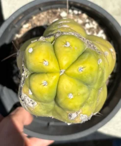 Trichocereus huanucoensis 'Jiimz P7' – Getopfter Huanucoensis-Kaktus
