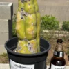 Trichocereus huanucoensis 'Jiimz P7' – Getopfter Huanucoensis-Kaktus